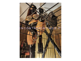 DOMINADORA MISTRESSDOMINIK ESTUDIO EQUIPADO BDSM PURO LISBOA - 3