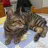 Bruno Pascoalinho